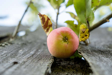 Ripe apple on a branch hangs on an old wooden fence, in the village, on a summer day. Bottom view.の写真素材