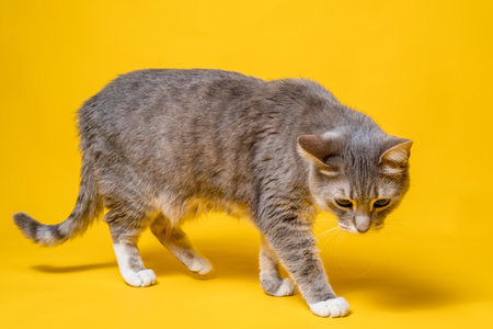 Cat walks cautiously and uncertainly, looking interested and incredulous. Studio, yellow background.の写真素材