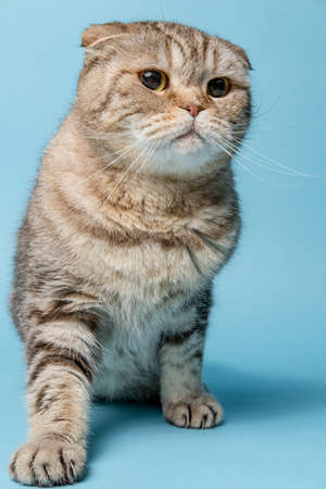 Agitated Scottish Fold cat looks concerned and attentively. Studio, blue background.の写真素材