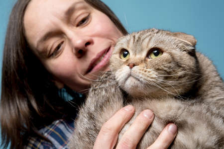 Calm Scottish Fold cat is in the arms of its smiling owner, who adores her pet. Blue background. Close-up.の写真素材