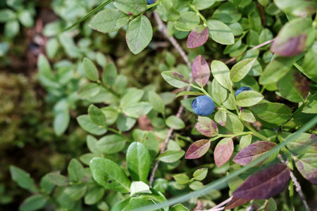 Ripe blueberries on the bushes in the forest. Harvest of Vaccinium myrtillus berries.の写真素材