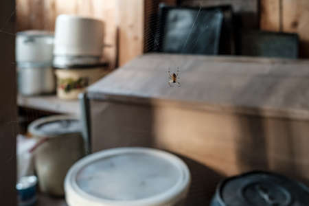 Spider sits in the center of the web, waiting for insects, indoors. Predator is in a homemade sticky trap, waiting for prey.の写真素材