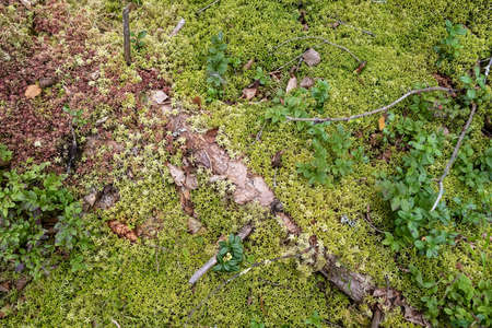 Moss and plants that grow around a fallen, rotten tree. Top view.の写真素材