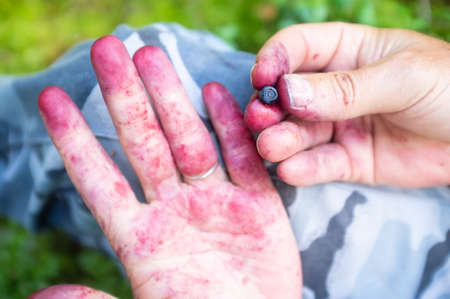 Close-up of a palm painted in purple from blueberry juice, in the forest. Harvesting berries on a summer day.の写真素材