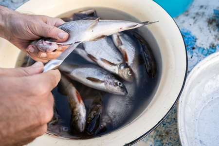 Hands cleanse fresh caught fish from the entrails, cut the belly with a knife, against the background of the catch in the basin.の写真素材