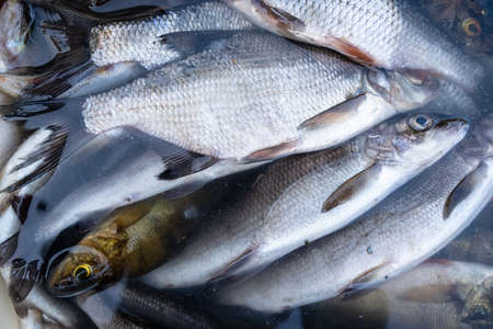 Fresh caught fish lies in a bucket of water. Close-up.の写真素材