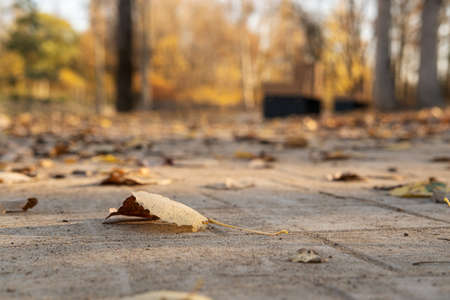 Fallen, yellow leaves lie on the sidewalk in the park, on an autumn sunny day.の写真素材