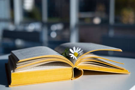 Open book with a bookmark with a chamomile flower lies on the table in the rays of the sun, against the backdrop of a windscreen.の写真素材