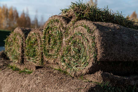 Lawn of green grass and soil is rolled into rolls, the turf in a stack is ready for greening. Close-up.の写真素材