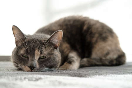 Cute sleepy cat is resting on a plush ottoman in natural daylight.の写真素材