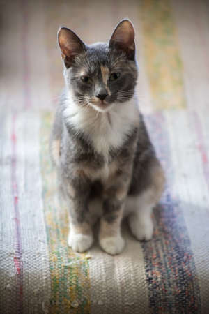Cute upset kitten looks offendedly at the camera, sitting on the couch.の写真素材