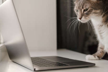 Serious cat works remotely on a laptop while sitting at home. Lifestyle. Close-up.の写真素材