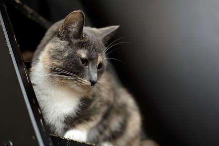 Cat sits on a wooden, scratched stairs and looks down with interest, on a black background in a home environment.の写真素材