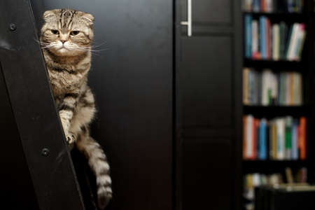 Suspicious Scottish Fold cat sits on a wooden, scratched staircase, against the backdrop of a cabinet and a rack of books.の写真素材