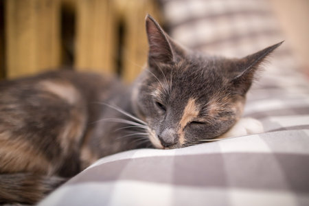 Cute cat sleeps with its head on a pillow near a warm radiator.の写真素材