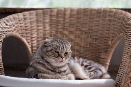 Sad Scottish Fold cat lies in a rattan chair on a pillow, depressed and lonely. Pets psychological health concept.の写真素材