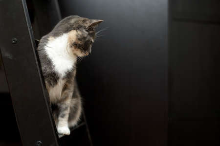Cat sits on a wooden, scratched stairs and looks down with interest, on a black background in a home environment.の写真素材