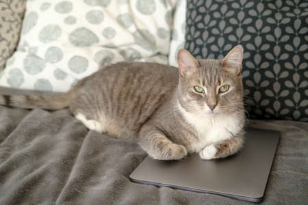 Cat lay down on the laptop, he is bored and he decided to prevent the owner from working with the...