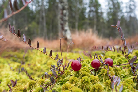 Ripe red cranberry grow in moss in a swamp, against a blurred forest background. Harvest useful berries.の写真素材