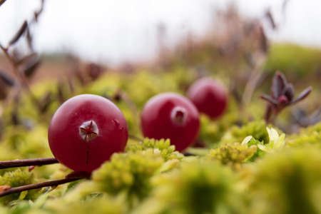 Close-up of ripe red cranberry in moss in a swamp. Harvesting useful berries on an autumn day.の写真素材