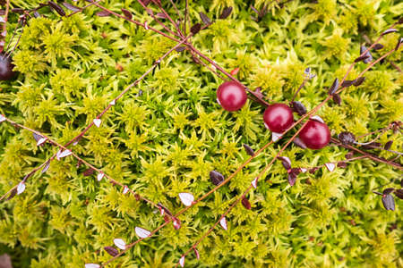 Red cranberry on a bush lie in green moss in a swamp. Harvesting ripe berries on an autumn, cloudy day. Top view.の写真素材