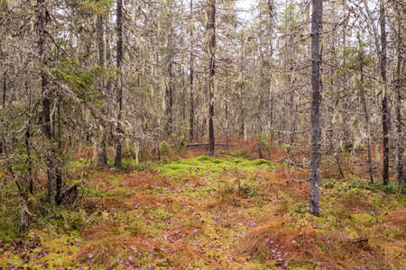 Waterlogging of the forest. Dying trees, pines and spruce in the moss, on an autumn.の写真素材