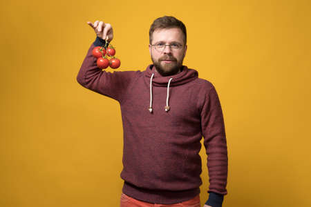Attractive bearded man in glasses holds a branch of red, ripe tomatoes in hand and looks calmly into the camera. Yellow background.の写真素材