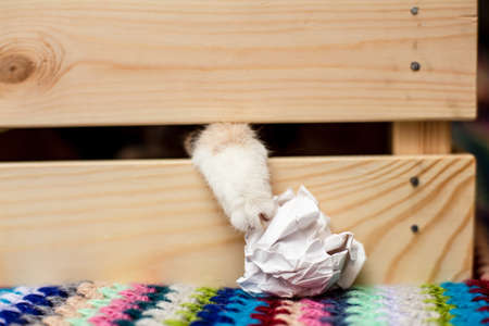 Feline paw is sticking out of a slit in a wooden box and tries to get a lump of paper. Games and amusements of pets.の写真素材