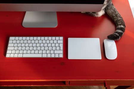 Cat hid behind the computer, only its tail is visible, on the desktop, where the keyboard, touchpad and mouse are located. Remote work.の写真素材