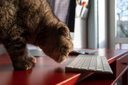 Cat sniffs the keyboard, which lies dangerously on the edge of the table and may fall. Careless attitude to the gadget.の写真素材