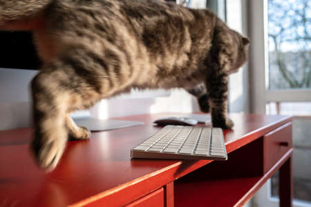 Mischievous cat runs across the desktop and may drop the keyboard, which lies dangerously on the edge of the desk. Careless attitude to the gadget.の写真素材