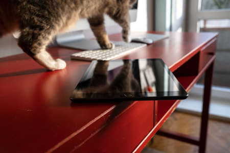 Mischievous cat walks on a work table on the edge of which a plate lies and may fall. Careless attitude to the gadget.の写真素材