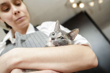 Calm cat lies in the arms of a woman in an apron. Pet demanded attention and the owner hugged him.の写真素材