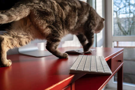 Mischievous cat runs across the desktop and may drop the keyboard, which lies dangerously on the edge of the desk. Careless attitude to the gadget.の写真素材
