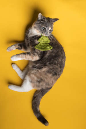 Mischievous cat bites its knitted toy, a Christmas tree, lying on a yellow background. Pets lifestyle and entertainment. Top view.の写真素材