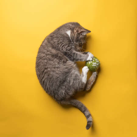 Cat plays with a knitted Christmas ball toy, on a yellow background. Pets lifestyle and...