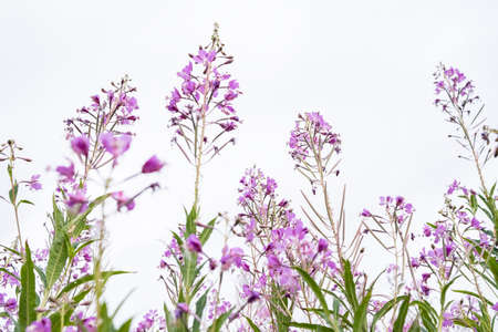 Blooming Chamerion angustifolium or rosebay willowherb, or great willowherb. Fireweed leaves can be used as fermented tea.の写真素材