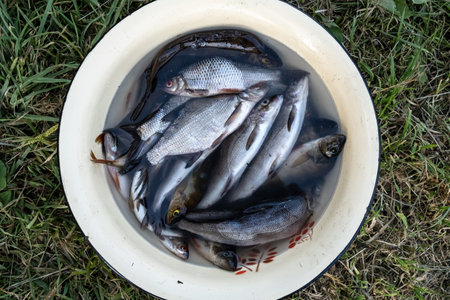 Freshly caught fish lies in a bowl, with water, on the grass, outdoors. Top view.