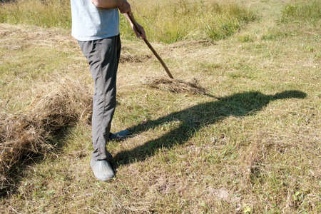 Man collects dried hay with a rake, in the village, on a summer day. Rural lifestyle.の写真素材