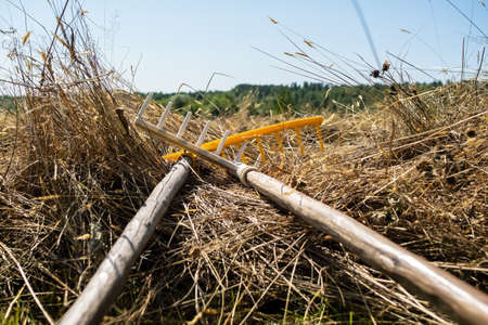 Rake lies on the dried hay, against the background of the blue sky and the forest, on a summer day. Village lifestyle.の写真素材