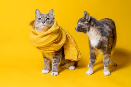 Two funny cats, one in a knitted scarf, the other looks questioningly and bewilderedly at his friend. Yellow background.の写真素材