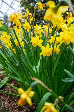 Beautiful yellow narcissus in a greenhouse. Cultivation of aromatic daffodils for sale.の写真素材