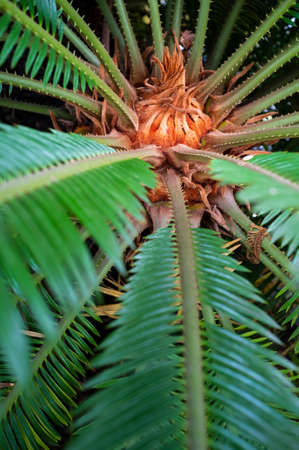 Curving beautiful palm leaves, in a greenhouse.の写真素材