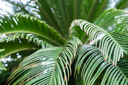 Curving beautiful green palm leaves, in a greenhouse, against the backdrop of a glass dome.の写真素材