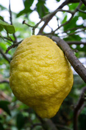 Large ripe citron on a branch, against the background of foliage. Sour yellow citrus fruit.の写真素材
