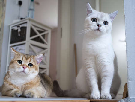Two cute cats are watching with interest, one is lying on the floor, the other is sitting, indoors. Friendly life of pets.の写真素材