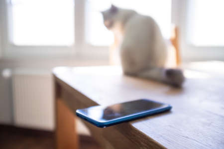 Smartphone is casually left on the edge of a table on which a cat sits and can drop the phone. Concept of careless attitude to things.の写真素材