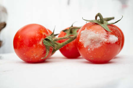 Red tomatoes on a branch with mold and fungus, on the kitchen table. Spoiled vegetables, unfit for...