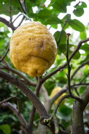 Ripe citron on a branch with green leaves. Sour yellow citrus fruits.の写真素材