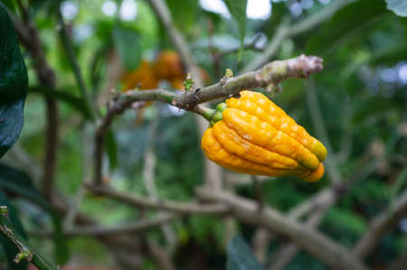 Unripe finger citron or Buddhas hand, on a branch, against a background of green leaves. Sour yellow citrus fruits.の写真素材